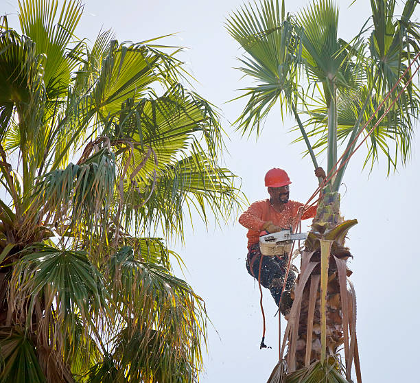 The Steps Involved in Our Tree Care Process in Granite Falls, MN